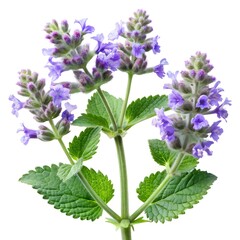catmint flowers (Nepeta) isolated on a pure white background. the clusters of small, lavender-blue flowers with fine green leaves. 