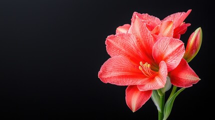 Fototapeta premium Coral amaryllis flower against black background