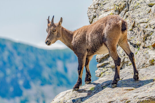 Jeune bouquetin perch&eacute; dans un massif des Alpes