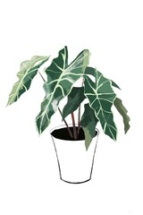 アロカシア　イラスト　観葉植物　インテリア