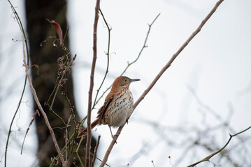 Brown Thrasher