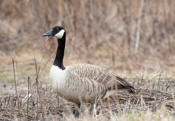Canada Goose