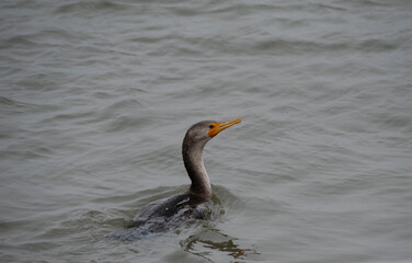 Double Crested Cormorant