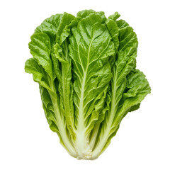 lettuce isolated on white background