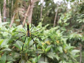 Nephila pilipes (golden silk orb-weavers,giant wood spiders, or banana spiders.) ,Closeup of female...