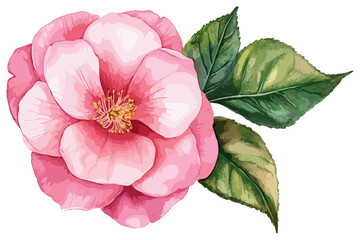 A stunning watercolor illustration of a pink camellia flower, carefully hand-drawn as a botanical painting on a white background, capturing the essence of this elegant bloom.