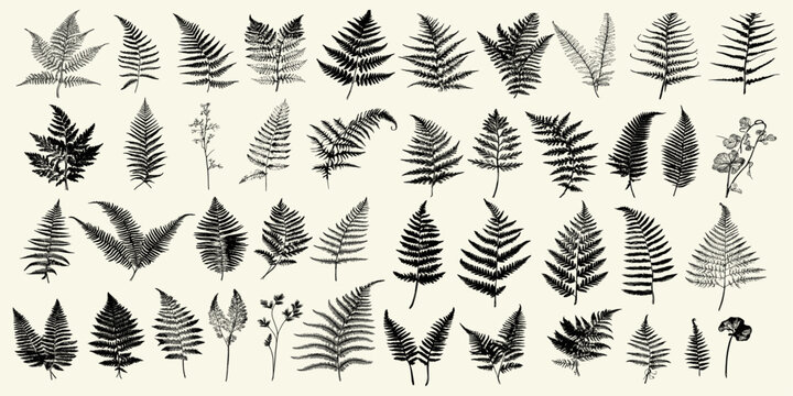 Botanical fern set illustrated in black and white, vintage vector design capturing the elegance of fern leaves with detailed, intricate linework in a timeless style
