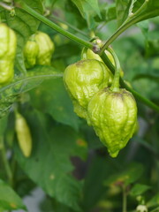  Carolina Reaper,