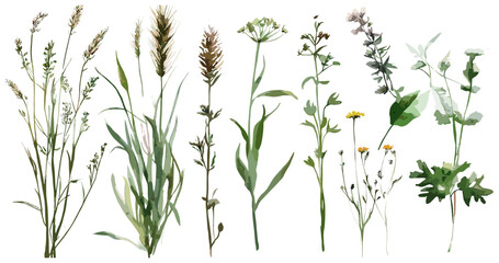 Watercolor field plants set, showcasing a variety of grasses and fine details, all isolated against a white background to evoke a peaceful, nature-inspired aesthetic perfect for botanical illustration