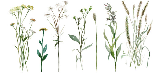 A beautifully detailed watercolor set of isolated field plants and grasses, arranged against a white backdrop to emphasize the natural beauty and elegance of nature for use in design or botanical art.