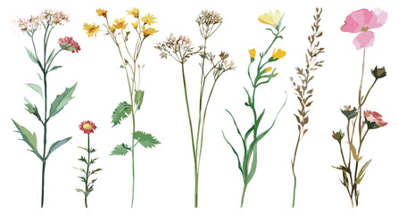 Watercolor meadow plants, hand drawn botanical flowers, isolated on white background, field grass illustration