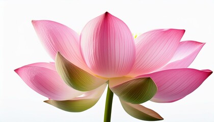 Obraz premium pink lotus isolated on white background