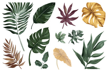 Vector Set of Tropical Leaves, Offering a Diverse Collection of Beautiful Leaf Illustrations with Intricate Detailing and Unique Styles