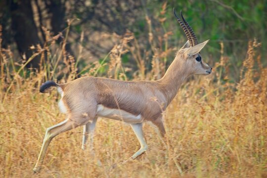 Chinkara trotting trough the grassland 