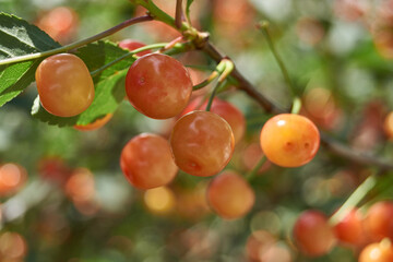 Cherry fruits on a background of blue sky and green leaves. The cherry is ripening in the garden.