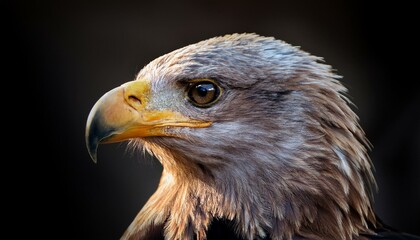 Fototapeta premium a close up view of an eagle s head against a dark background highlighting its feathers and eyes