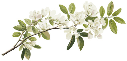 Timeless vintage botanical art of a black locust flower, with delicate white blooms that complement both spring and winter home decor aesthetics.