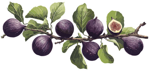 Botanical Illustration of Fig Tree with Purple Figs and Green Leaves, Created in a Timeless Vintage Art Style