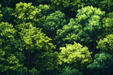 Naklejka premium Lush Green Canopy Of Trees, Viewed From Above.