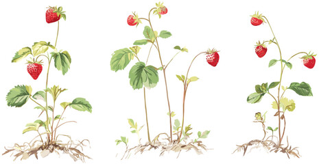 Soft natural tones in vintage botanical art of a strawberry plant with ripe red berries, green leaves, white blossoms, fruit decor