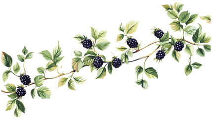 Vintage botanical illustration, blackberry vine with ripe blackberries, soft green leaves, antique fruit decor, natural tones © aura studio