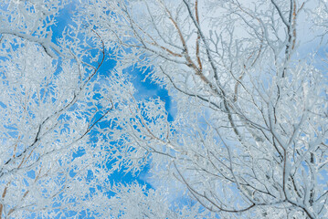 赤城山の雪晴れ08