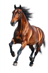 Obraz premium A race horse in motion, galloping with all its might.