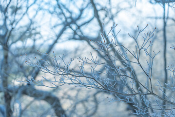冬の赤城山の雪持ち01