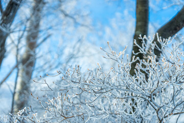 冬の赤城山の雪持ち02