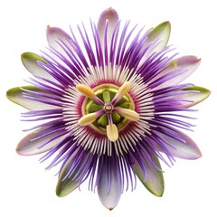 passionflower (Passiflora) isolated on a white background. the intricate purple and white petals with a unique, layered structure and prominent stamens