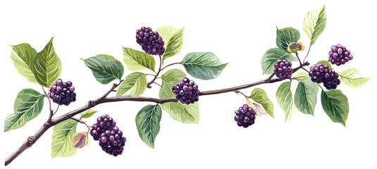 Antique decor with vintage botanical illustration of mulberry tree, ripe purple berries, and soft green leaves in natural colors