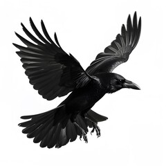 Fototapeta premium Majestic Black Raven in Flight with Outstretched Wings and Detail