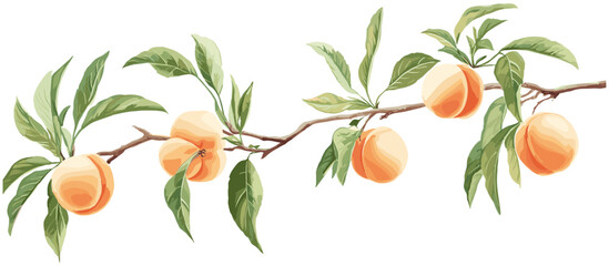 Antique fruit decor with vintage botanical illustration of peach tree branch, soft orange peaches, green leaves, natural tones