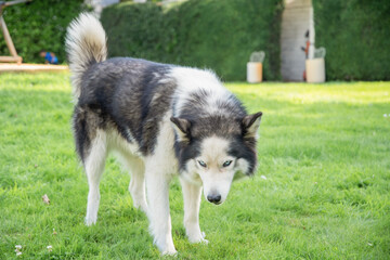 A young Siberian Husky gracefully strolls across a lush green lawn in a bright garden, soaking up the warm sun rays and enjoying a beautiful summer day, looking for treats in the grass,