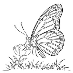 butterfly on a flower coloring page