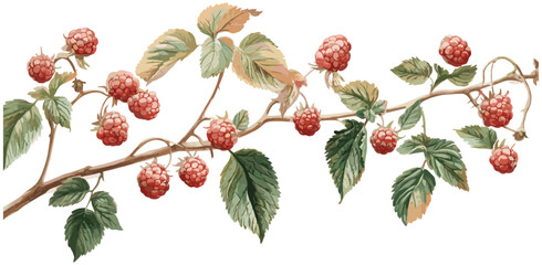 Raspberry plant illustration in a vintage botanical style, showcasing natural tones, ripe red berries, and lush green leaves.