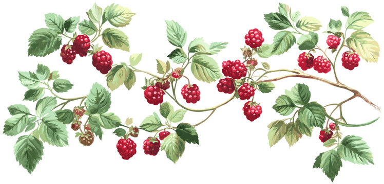 Vintage botanical illustration of a raspberry bush, presenting ripe red berries and soft green leaves in a timeless natural style.