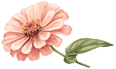 Vintage botanical illustration featuring a soft pink zinnia flower, ideal for cheerful holiday decor, adding a touch of charm and elegance to seasonal decorations.
