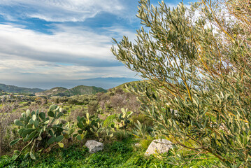 Cima innevata dell'Etna con cornice naturale di piante