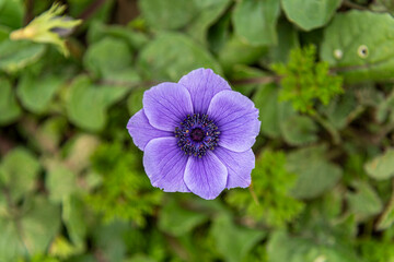 Fototapeta premium Closeup di fiore viola Anemone Coronaria, con petali aperti