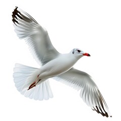 Fototapeta premium Elegant Seagull with White Feathers in Mid-Flight Against White Background