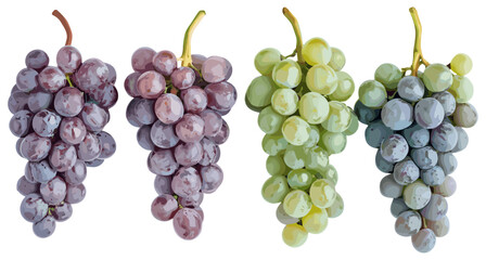 Stunning Vintage Grape Cluster in Soft Purple and Green Pastels, Intricate Botanical Art Capturing the Essence of Nature’s Beauty with a Touch of Classic Charm