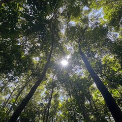 Fototapeta premium From a low - angle on the ground, view a beautiful green forest with tall trees. The sun shines through the canopy, creating vibrant colors in this detailed scene.