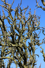 Fruit tree in winter, Derbyshire England
