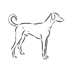 Taz Greyhound dog - isolated vector illustration