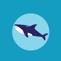 shark vector illustration on blue water background