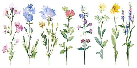 Watercolor botanical plant illustration, hand drawn flowers, medicinal herbs, vintage ink sketches, hand drawn medical plants, herbal sketch collection, watercolor collection of herbs and flowers © aura studio