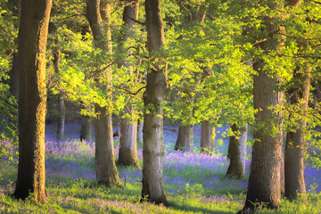 A serene spring woodland in Kinclaven, Perthshire, Scotland, UK with colourful bluebells, oak trees, and idyllic dappled sunlight filtering through the forest canopy.