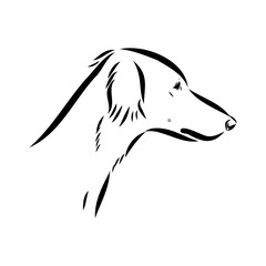 Taz Greyhound dog - isolated vector illustration