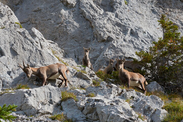 cabris et &eacute;tagnes
